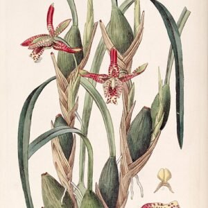 Maxillaria tenuifolia orchidee met smalle groene bladeren en geel-oranje bloemen.