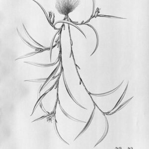 Bloem van Christensonella uncata met gele, oranje tinten, donkere vlekken en groene bladeren.