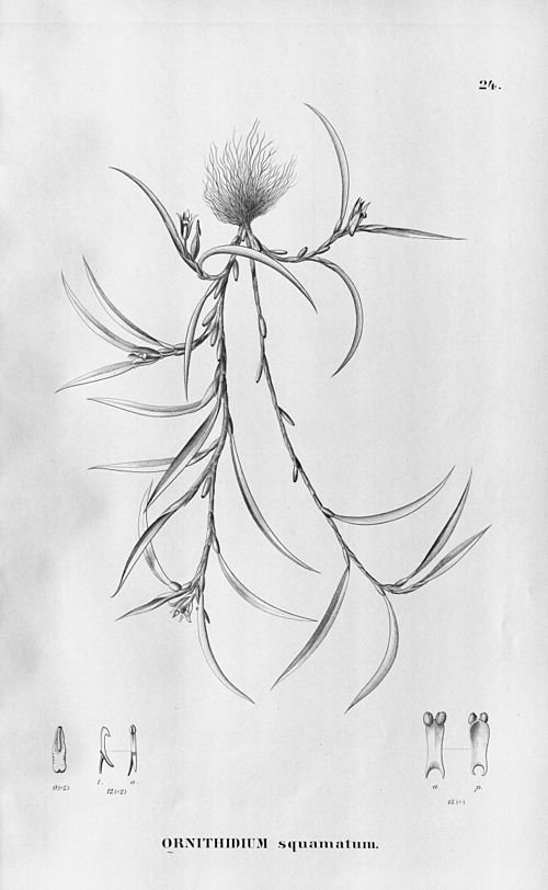 Bloem van Christensonella uncata met gele, oranje tinten, donkere vlekken en groene bladeren.