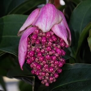 Sierlijke Medinilla magnifica plant in volle bloei met roze bloemen.