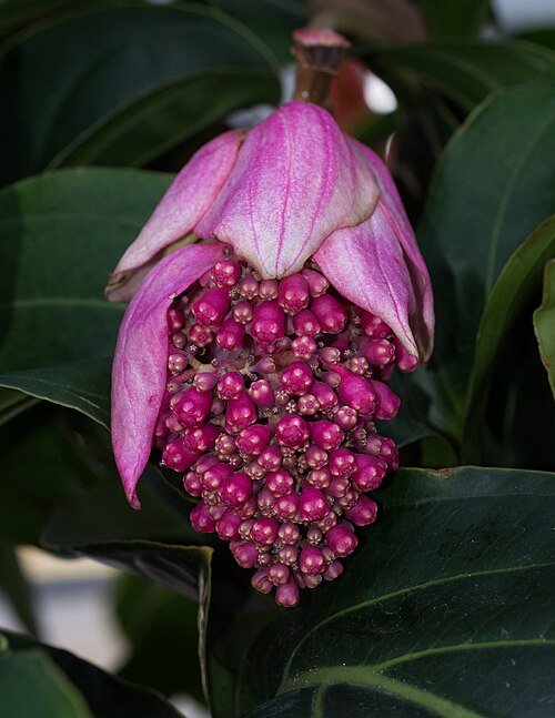 Sierlijke Medinilla magnifica plant in volle bloei met roze bloemen.