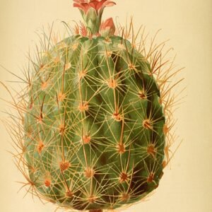 Sclerocactus whipplei plant met cilindrische groene stam, witte stekels en roze bloemen.