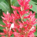 Rood Megaskepasma bloeiende plant met groene bladeren op een heldere achtergrond.