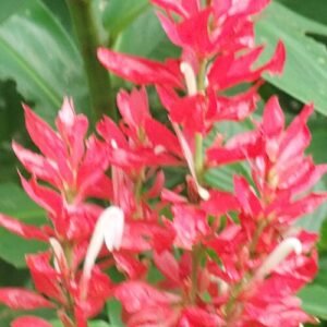 Rood Megaskepasma bloeiende plant met groene bladeren op een heldere achtergrond.