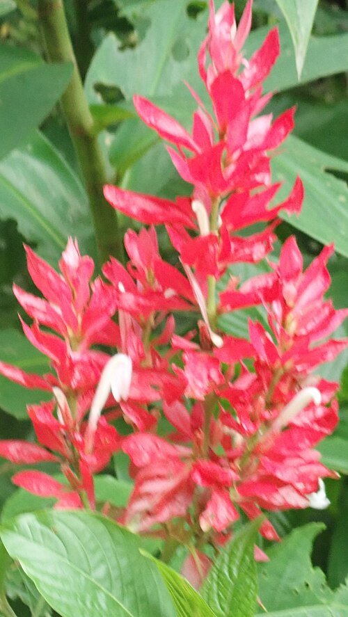 Rood Megaskepasma bloeiende plant met groene bladeren op een heldere achtergrond.