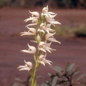 Close-up van bloeiende Megastylis gigas orchidee in levendige kleuren.
