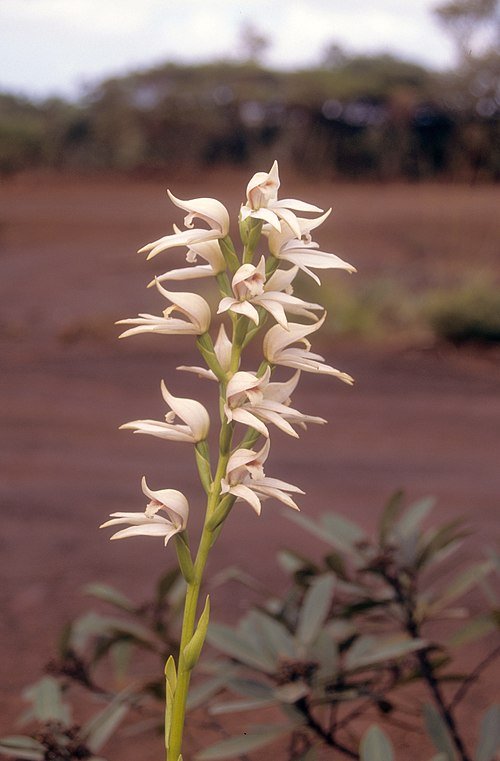 Close-up van bloeiende Megastylis gigas orchidee in levendige kleuren.