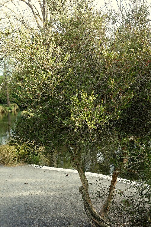 Melaleuca nesophila bloemen in Christchurch Botanic Gardens.
