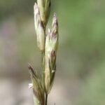 Sierlijk Melica californica siergras met groene bladeren en bloeiaren.