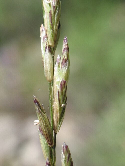 Sierlijk Melica californica siergras met groene bladeren en bloeiaren.