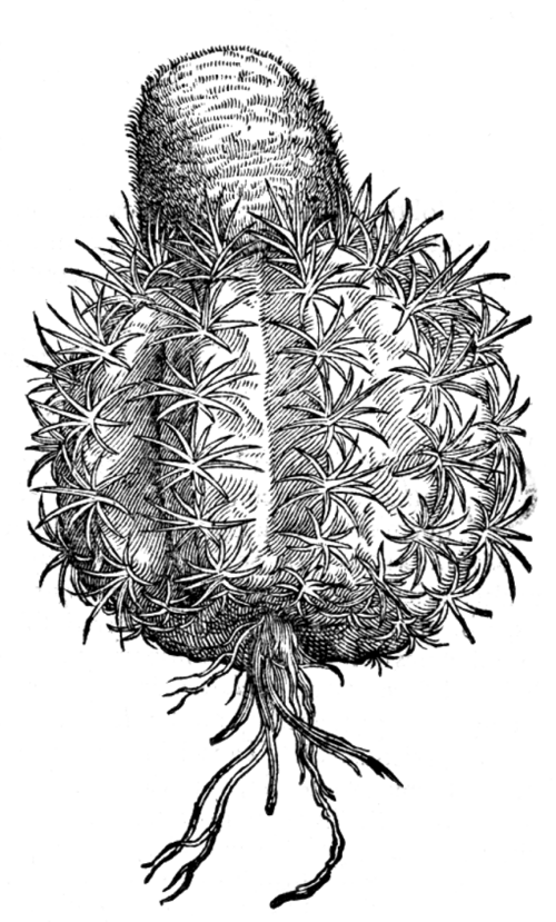 Melocactus caroli-linnaei cactus met groene gestreepte stam en roze bloem.