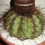 Groene bolvormige cactus Melocactus ernestii met lange doornen.
