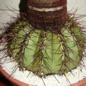 Groene bolvormige cactus Melocactus ernestii met lange doornen.