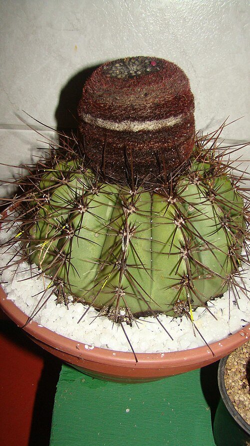 Groene bolvormige cactus Melocactus ernestii met lange doornen.
