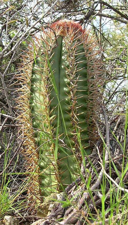Melocactus harlowii cactus met levendige roze bloemen en opvallende geribbelde groene stam.