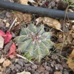 Zeldzame Melocactus azureus cactus met blauwgroene stekels en ronde vorm.