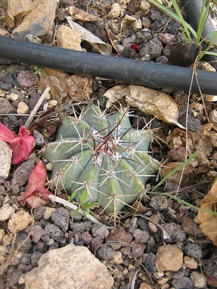 Zeldzame Melocactus azureus cactus met blauwgroene stekels en ronde vorm.