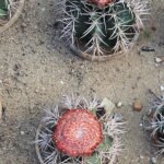 Melocactus bellavistensis cactus met groene stam en felroze bloemknoppen.