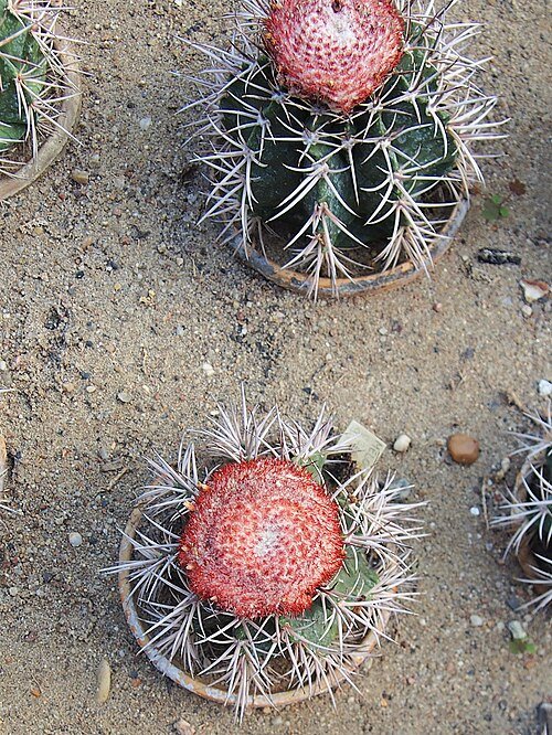 Melocactus bellavistensis cactus met groene stam en felroze bloemknoppen.
