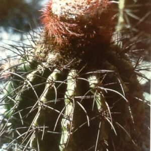 Melocactus estevesii cactus met rode bloem in pot.