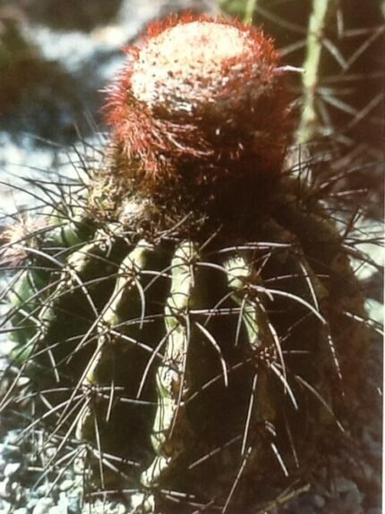 Melocactus estevesii cactus met rode bloem in pot.