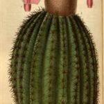 Melocactus intortus cactus met groene stekels en rode bloemknop.