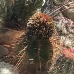 Melocactus levitestatus cactus met bloemknoppen en groene stekels.
