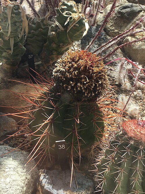 Melocactus levitestatus cactus met bloemknoppen en groene stekels.