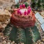 Melocactus violaceus cactus met paarse bloem in Botanische Tuin München.