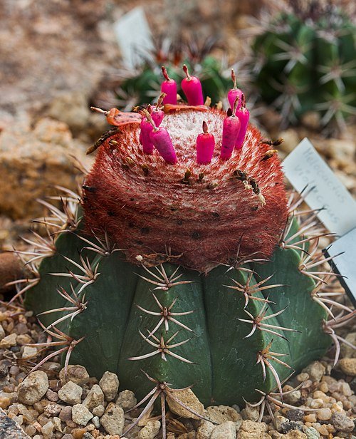 Melocactus violaceus cactus met paarse bloem in Botanische Tuin München.