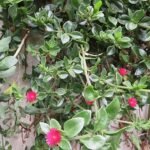 Bloeiende Mesembryanthemum cordifolium vetplant met groene bladeren en roze bloemen