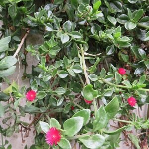 Bloeiende Mesembryanthemum cordifolium vetplant met groene bladeren en roze bloemen