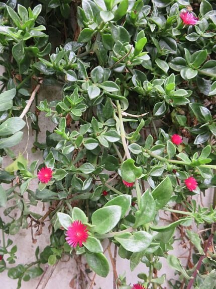 Bloeiende Mesembryanthemum cordifolium vetplant met groene bladeren en roze bloemen