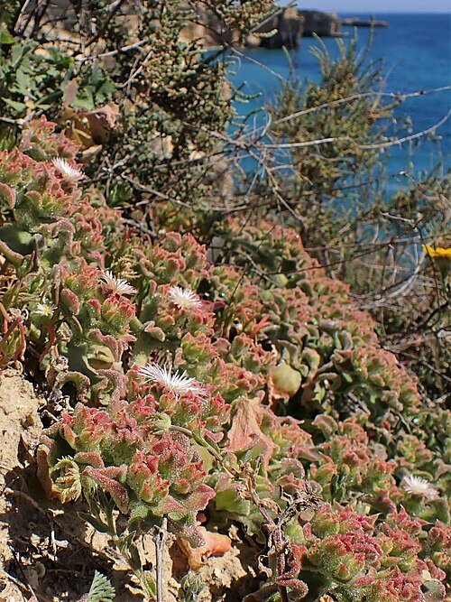 Sappig ijskruid plant met kristalachtige blaadjes en bloemen.