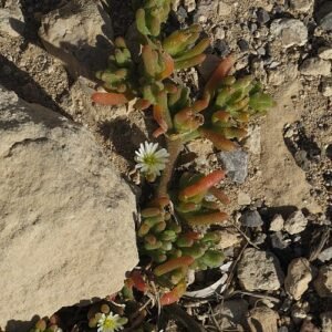 Mesembryanthemum nodiflorum plant met paarse en witte bloemen in zonlicht.