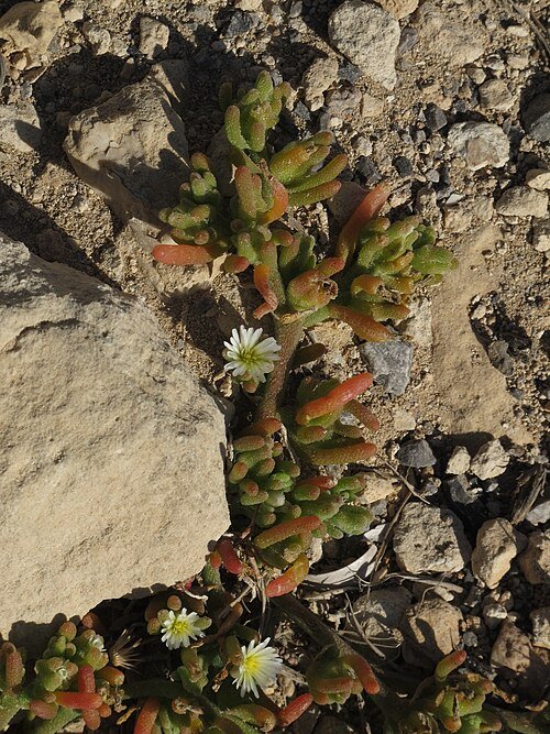 Mesembryanthemum nodiflorum plant met paarse en witte bloemen in zonlicht.