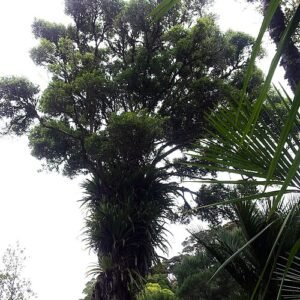 Rode bloemen van de Metrosideros bartlettii plant met groene bladeren.