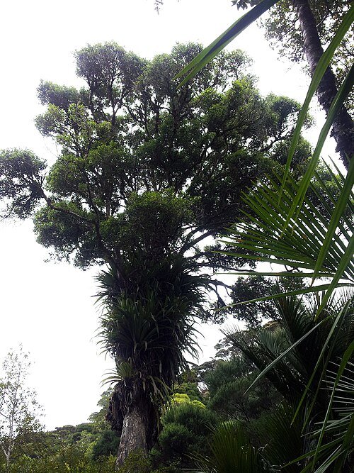 Rode bloemen van de Metrosideros bartlettii plant met groene bladeren.