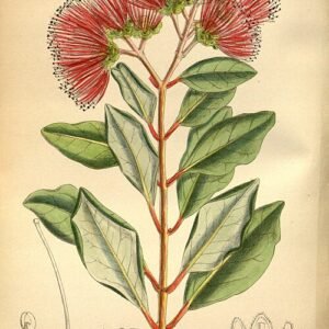 Rode bloemen van Metrosideros collina in natuurlijk groene omgeving.