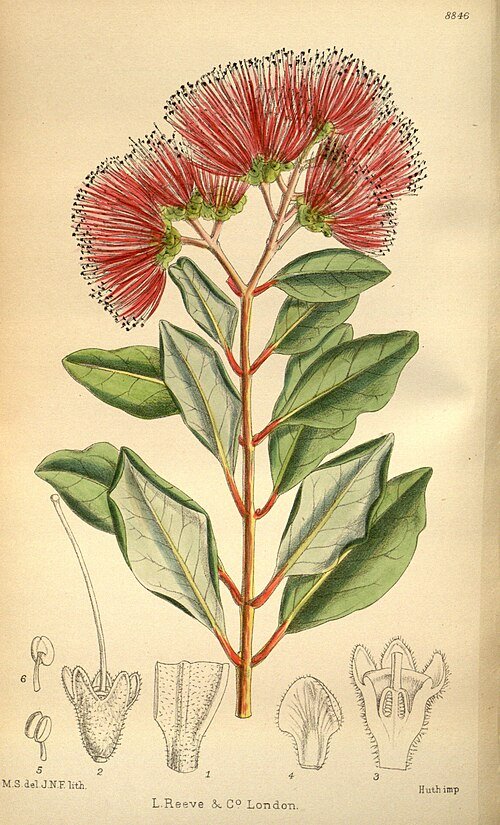 Rode bloemen van Metrosideros collina in natuurlijk groene omgeving.