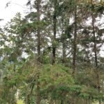 Mexicaanse cipresboom in Coyopolan, Veracruz, Mexico.