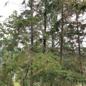 Mexicaanse cipresboom in Coyopolan, Veracruz, Mexico.