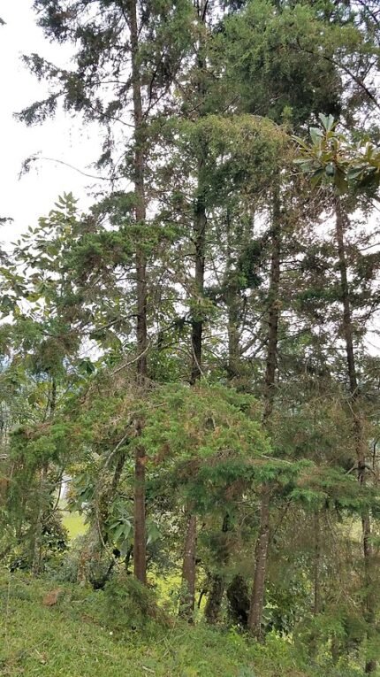 Mexicaanse cipresboom in Coyopolan, Veracruz, Mexico.