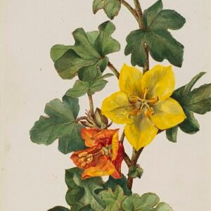 Bright yellow Mexican Fremontia flower against green leaves.