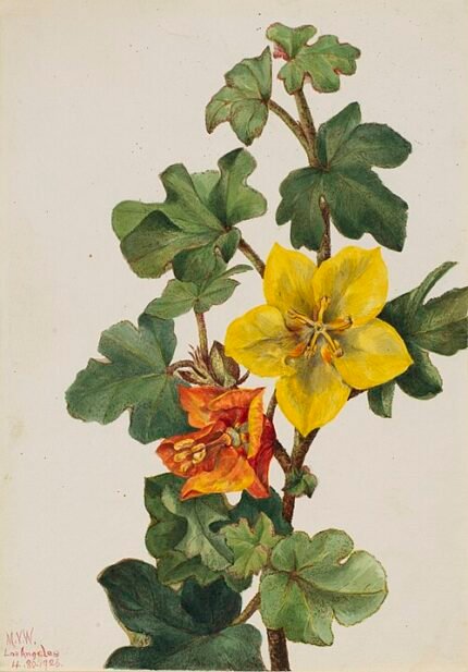 Bright yellow Mexican Fremontia flower against green leaves.