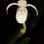 Mexipedium xerophyticum orchidee met zachtroze bloem en groene bladeren.