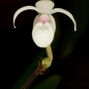 Mexipedium xerophyticum orchidee met zachtroze bloem en groene bladeren.