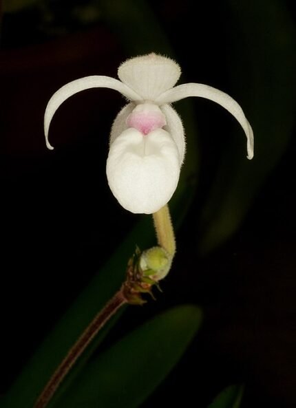 Mexipedium xerophyticum orchidee met zachtroze bloem en groene bladeren.