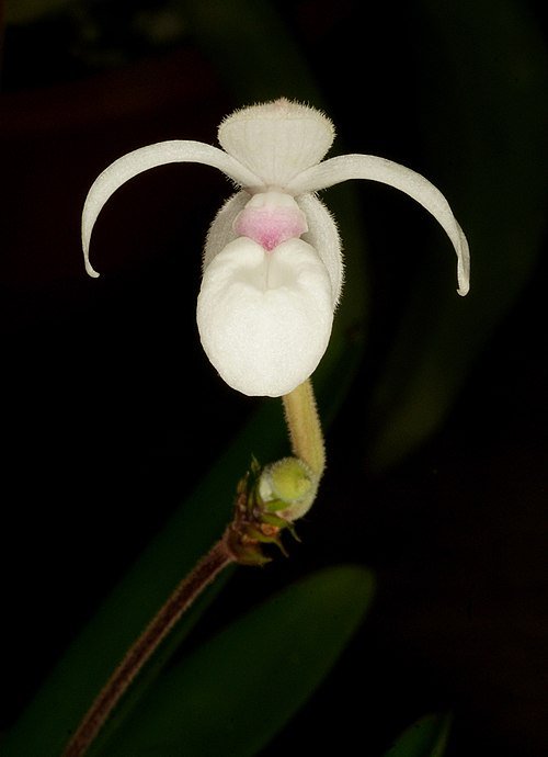 Mexipedium xerophyticum orchidee met zachtroze bloem en groene bladeren.
