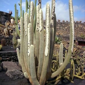 Golden-spined Micranthocereus albicephalus cactus on green stem.